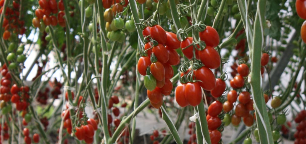Soluciones para la industria agroalimentaria: hidráulica, riego y fumigación para maquinaria agrícola